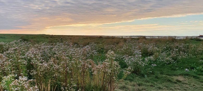 Auf dem Bild erkennt man Hilgenriedersiel. Es ist ein Landschaftsbild bei dem der Himmel einen Sonnenuntergang zeig. In Rest des Bildes sind Salzwiesen, Rasen und Blumen.