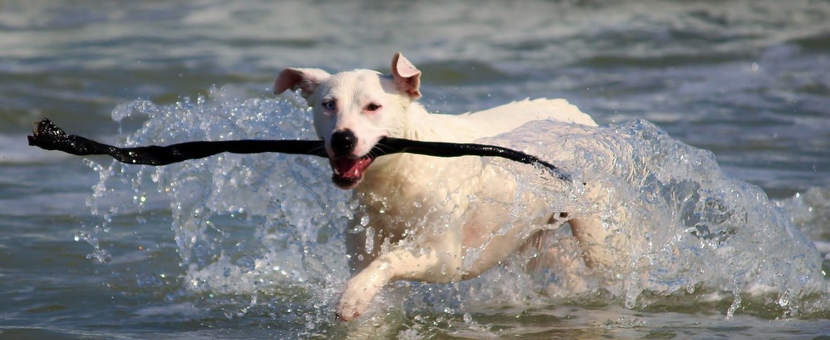 Auf dem Bild erkennt man einen mittelgroßen weißen Hund, mit einem langen Stock im Mund, der durch das Wasser rennt.