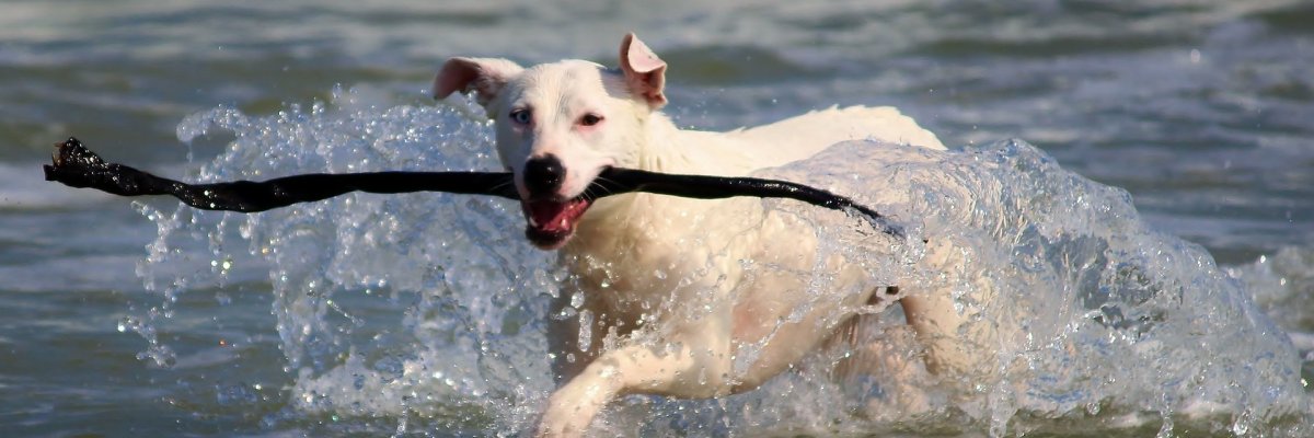 Auf dem Bild erkennt man einen mittelgroßen weißen Hund, mit einem langen Stock im Mund, der durch das Wasser rennt.