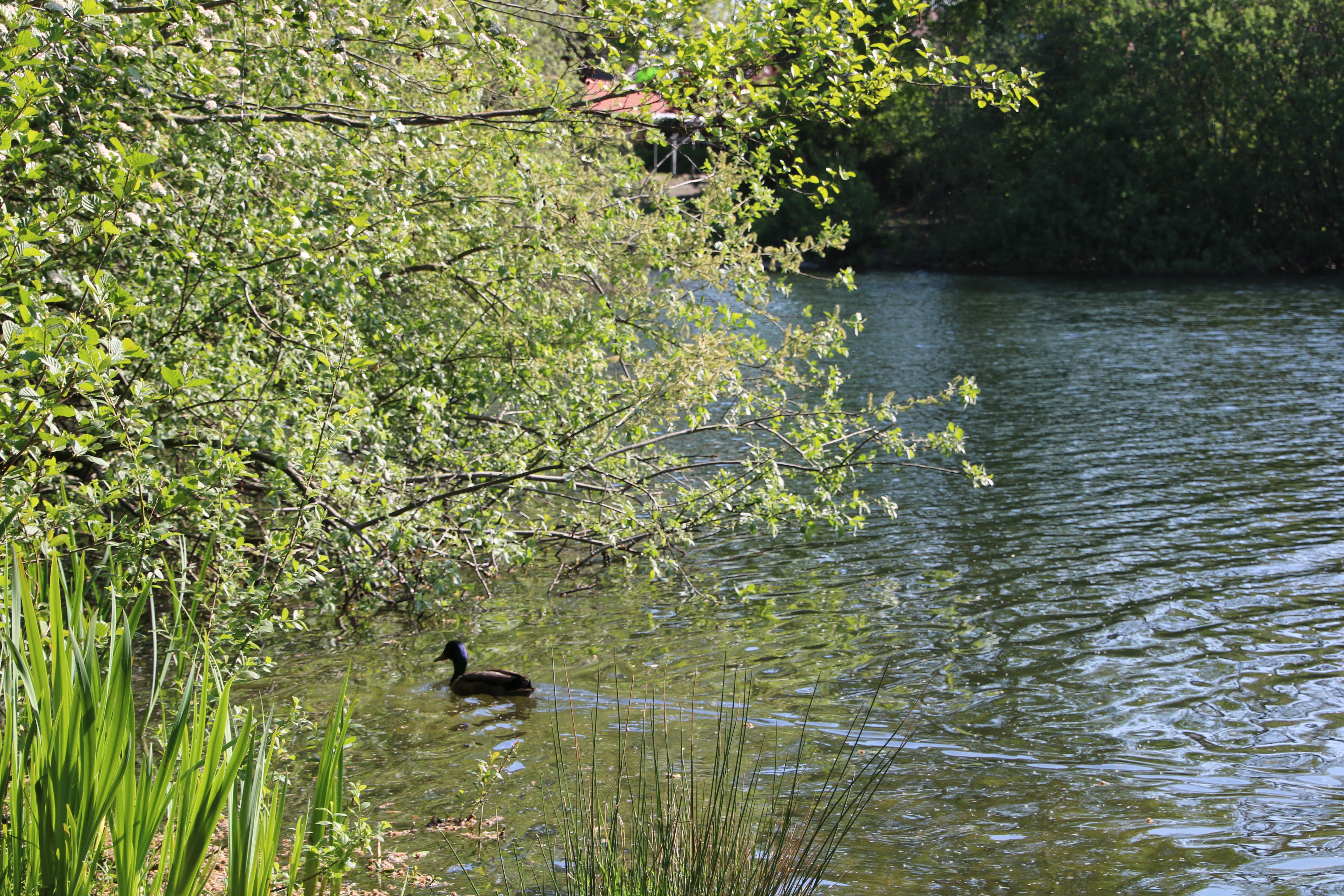Auf dem Bild ist ein Kiesseabschnitt in der Sonne zusehen. links sieht man einen Baum, der über dem See hängt und davor schwimmt eine schwarze Ente.