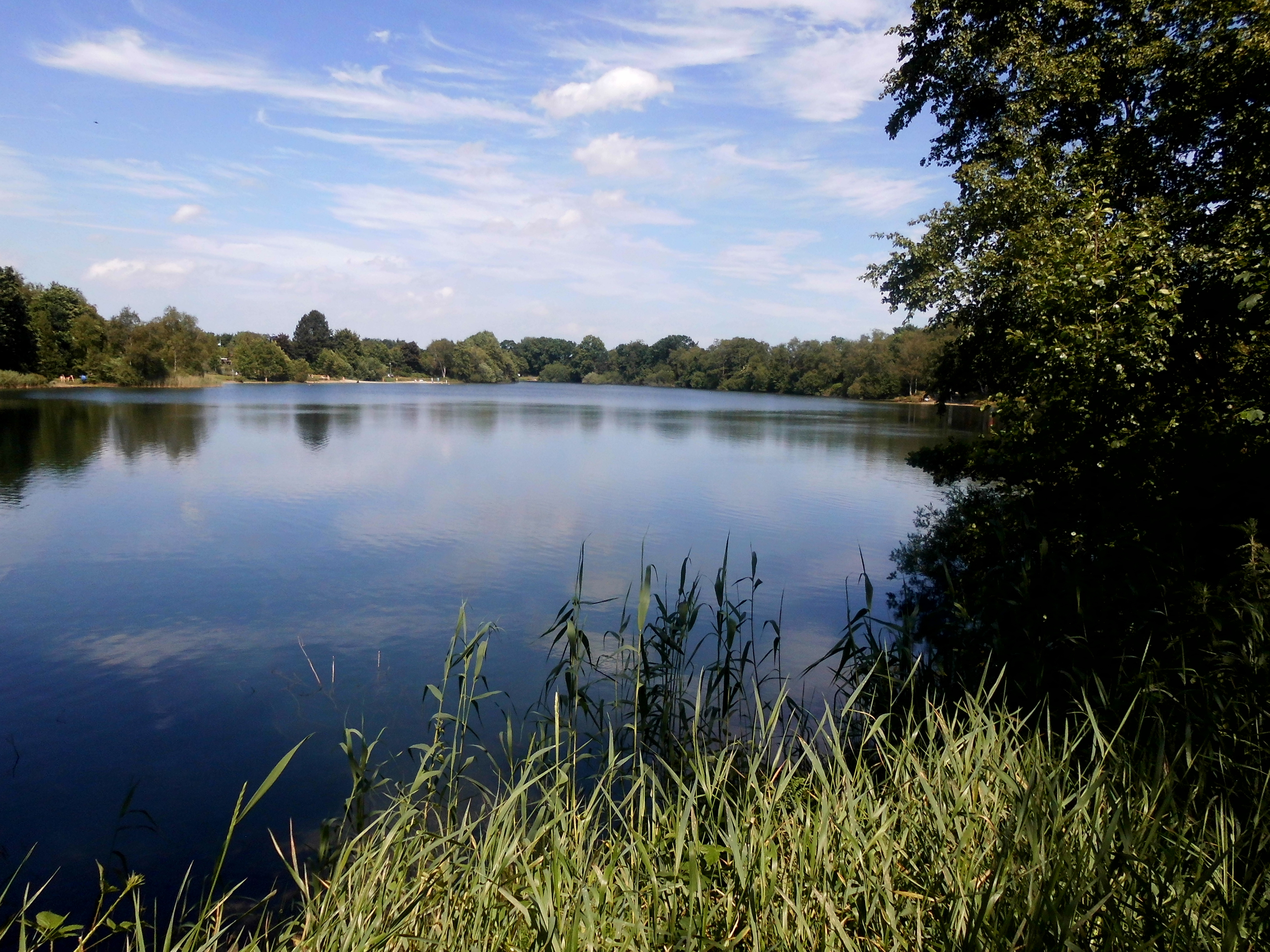 Großer blauer See mit Blick auf einer Baumreihe. Vorne im Bild befindet sich grüne, lange Gräser