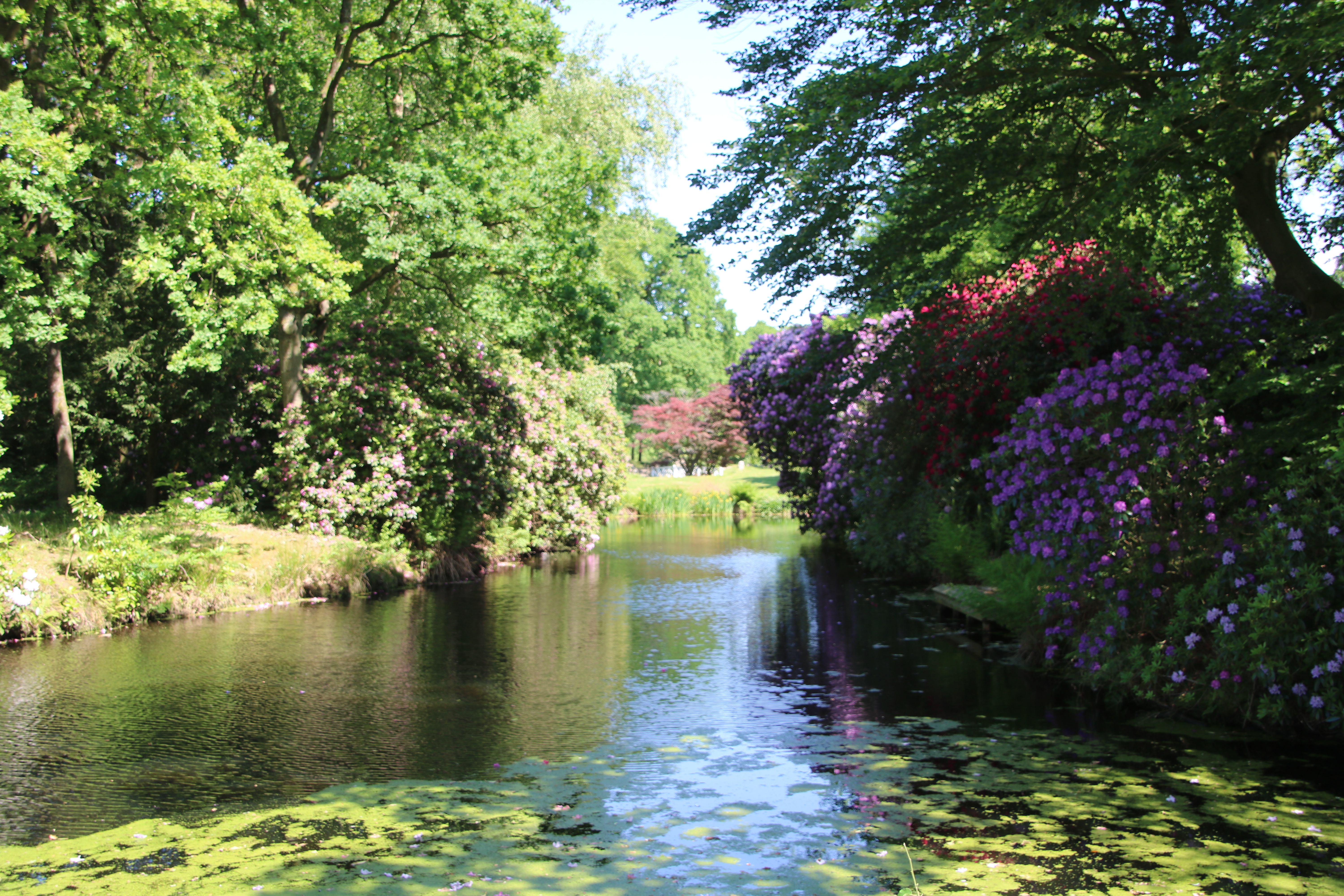 Auf diesem Bild sieht man einen kleinen "Fluss" der durch den Schlosspark führt. Das Bild wurde von einer Brücke oder ähnlichem gemacht, da man "in der Mitte" des Wassers steht. Links und rechts es Wassers befinden sich viele dichte Bäume und Rhododendren in unterschiedlichen Farben.