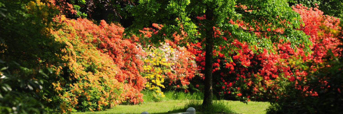 Schlosspark Lütetsburg mit blühenden Rhododendren. Ein weißes Holzgeländer ist im Vordergrund zu sehen.